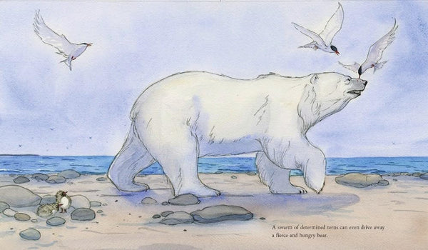 Sun Bird : The Amazing Journey of the Arctic Tern - Hardback