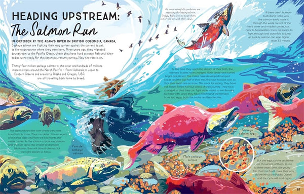 Rivers: An incredible journey from source to sea - Hardback