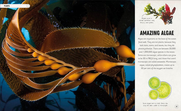 Amazing Oceans: The Surprising World Of Our Incredible Seas - Hardback