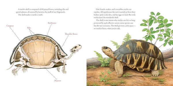 The Book of Turtles - Hardback