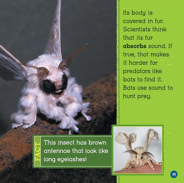 Cutest Animals - Paperback