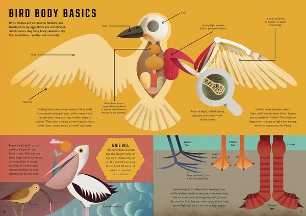 Wild Your World : Birds - Hardback