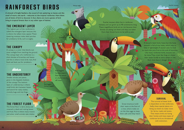 Wild Your World : Birds - Hardback