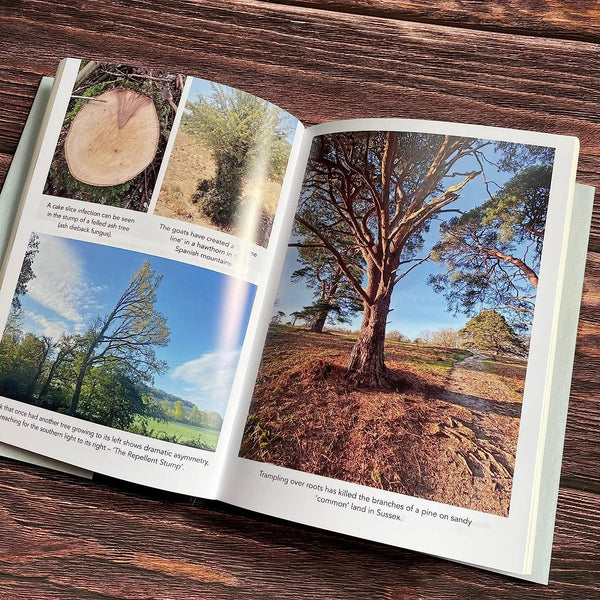 How to Read a Tree: Clues and Patterns from Bark to Leaves - Paperback