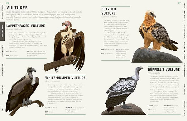 Encyclopedia of Birds - Paperback
