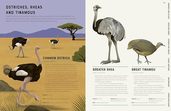 Encyclopedia of Birds - Paperback