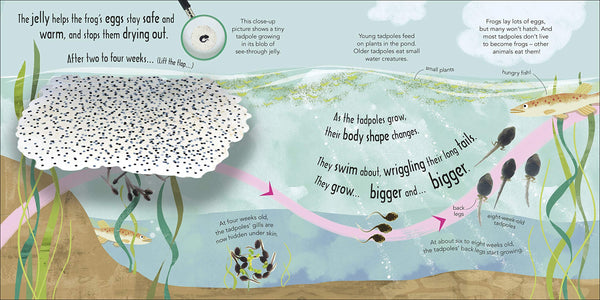 RHS How Does a Frog Grow? - Boardbook