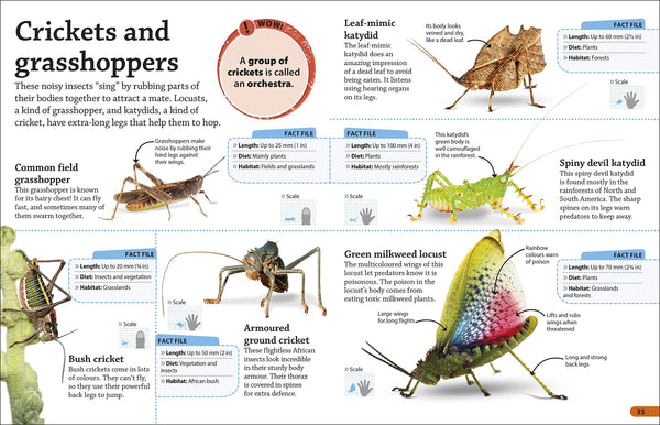 DKfindout! Bugs - Paperback