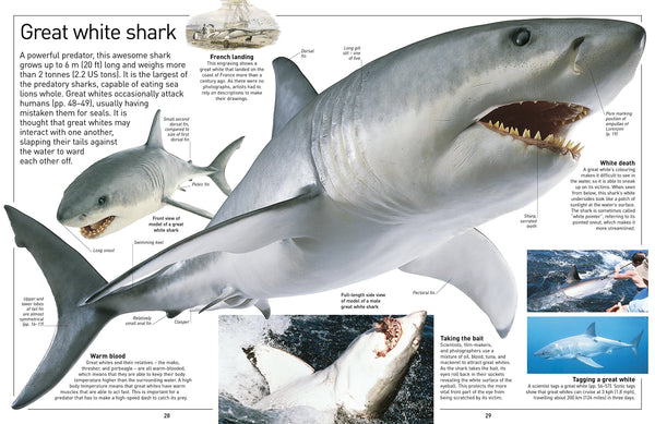 DK Eyewitness : Shark - Paperback