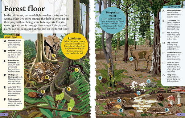 DKfindout! Forest - Paperback