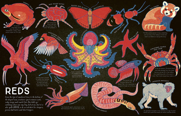 Kaleidoscope of Creatures: The colors of nature explained