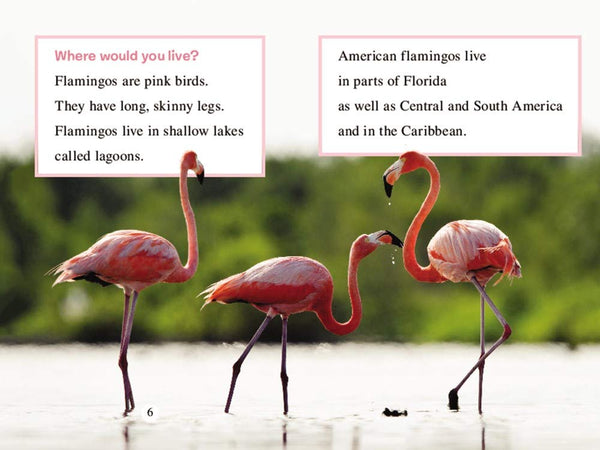 I Can Read Level 1 - Ranger Rick: I Wish I Was a Flamingo - Paperback