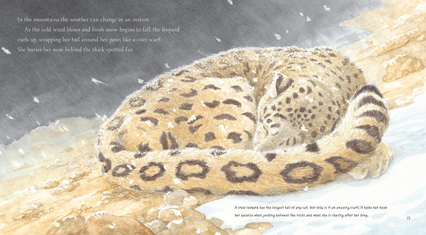 Snow Leopard: Grey Ghost of the Mountain - Paperback