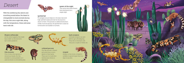Above and Below: Dusk till Dawn: Lift the flaps to see nature's wonders unfold - Hardback