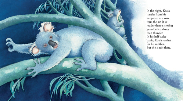 Koala - Hardback