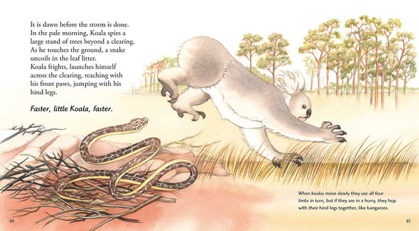 Koala - Hardback