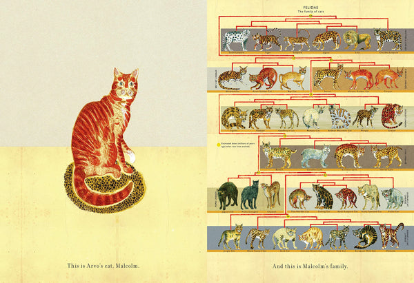 One of a Kind: A Story About Sorting and Classifying - Hardback