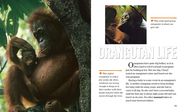 Face to Face with Orangutans: Level 5 (National Geographic Readers) - Paperback