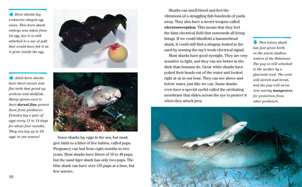 Face to Face with Sharks: Level 5 (National Geographic Readers) - Paperback