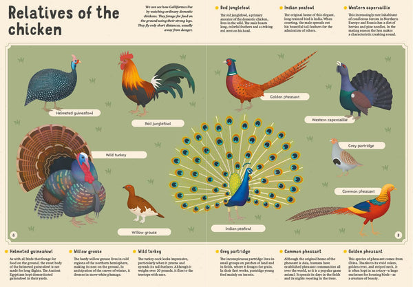 Encyclopedia Of Birds - Hardback