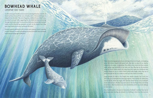 Our Time On Earth : From The Mayfly To The Immortal Jellyfish - Hardback