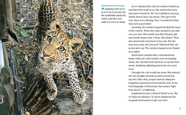 Face to Face with Leopards: Level 6 (National Geographic Readers) - Paperback