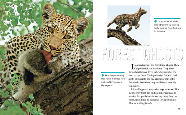 Face to Face with Leopards: Level 6 (National Geographic Readers) - Paperback