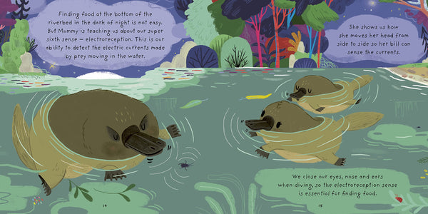 Really Wild Families : Little Platypus: A Day In The Life Of A Platypus Puggle - Hardback