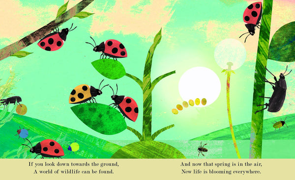 Bugs - Hardback