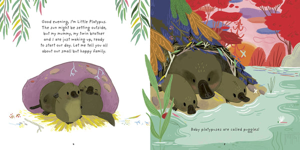 Really Wild Families : Little Platypus: A Day In The Life Of A Platypus Puggle - Hardback