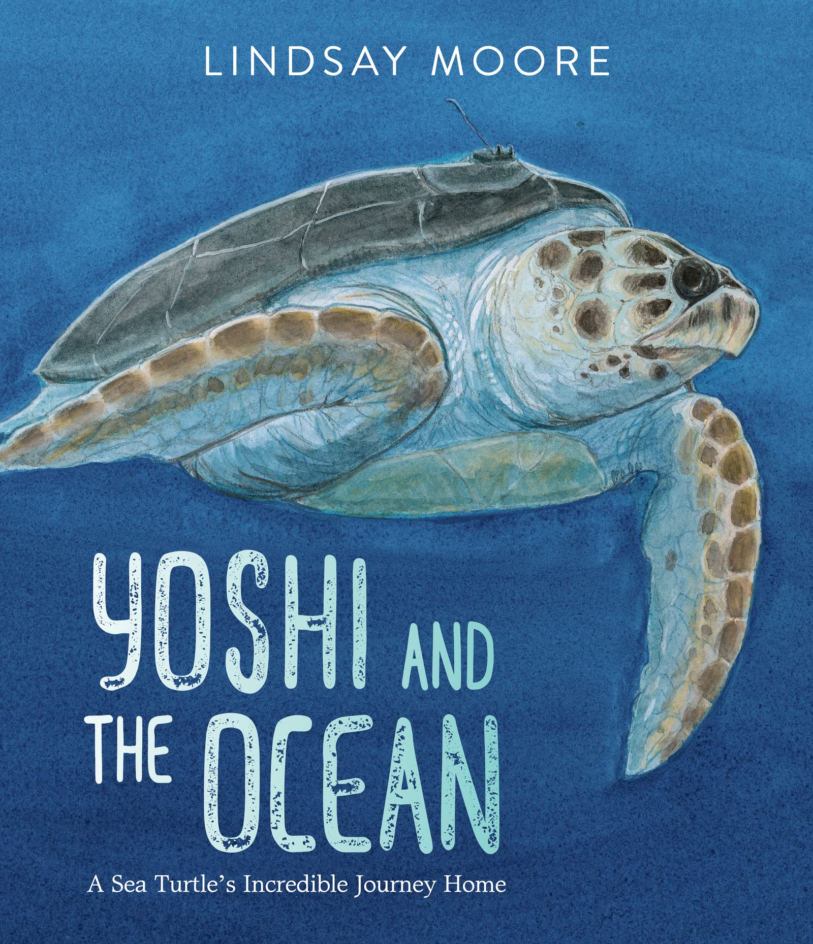 Yoshi And The Ocean : A Sea Turtle's Incredible Journey Home - Hardback