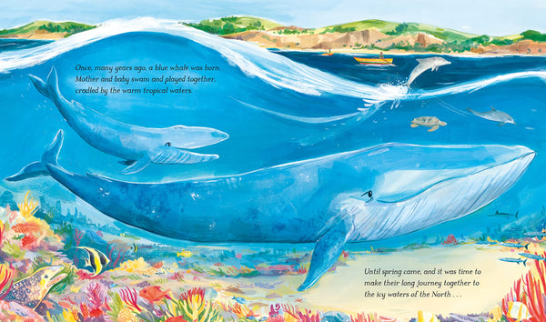 Hope the Whale: In Association with the Natural History Museum - Paperback