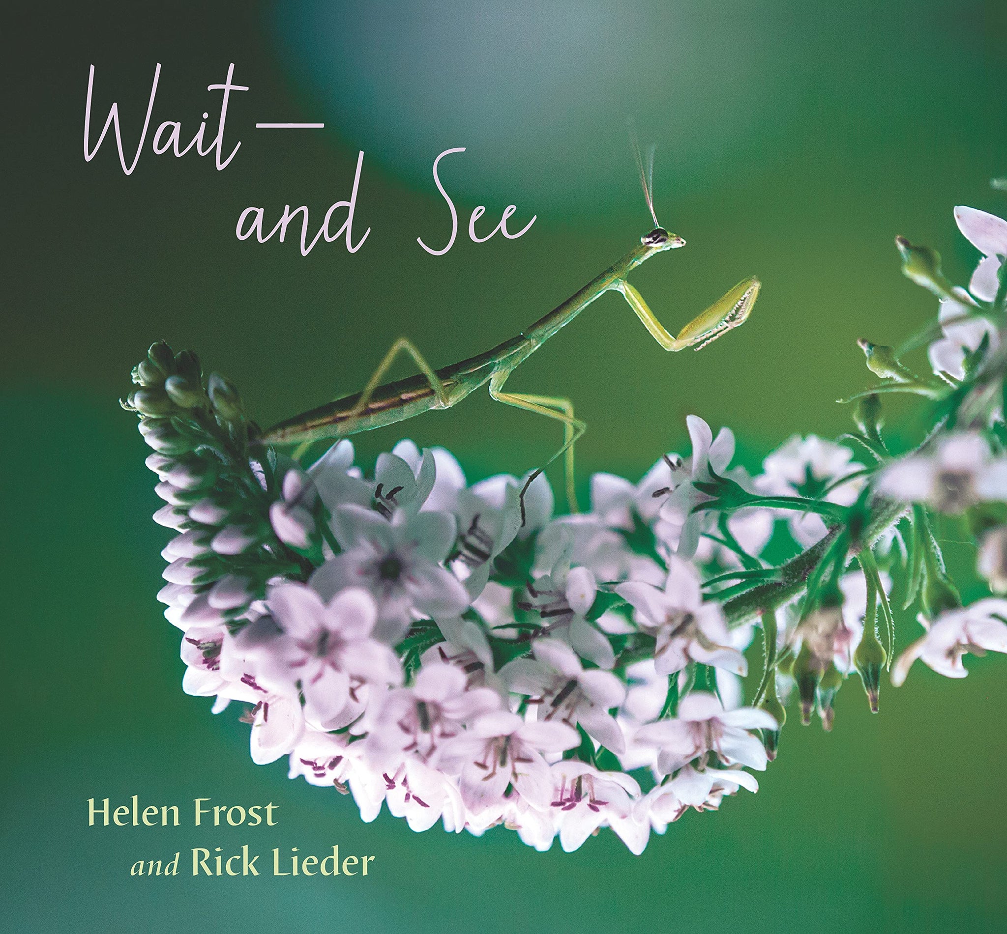 Wait And See - Hardback