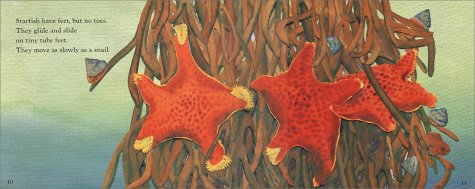Let's-Read-and-Find-Out Science # 1 : Starfish - Paperback