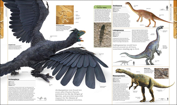 DK : Dinosaurs and Prehistoric Life - Hardback - Kool Skool The Bookstore