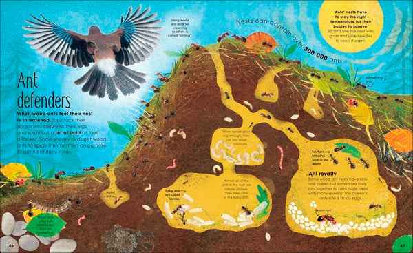 DK : The Book of Brilliant Bugs - Hardback - Kool Skool The Bookstore