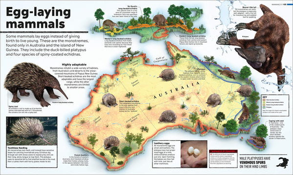What's Where on Earth? Animal Atlas : The World's Wildlife as You've Never Seen it Before - Hardback