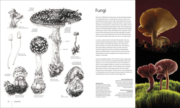 DK : Botany for the Artist - Hardback