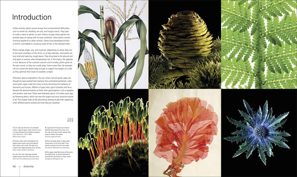 DK : Botany for the Artist - Hardback