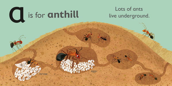 DK : A is for Ant - Board Book - Kool Skool The Bookstore