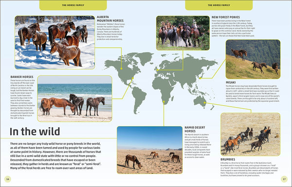 Horses & Ponies : Everything You Need to Know, From Bridles and Breeds to Jodhpurs and Jumping! - Hardcover