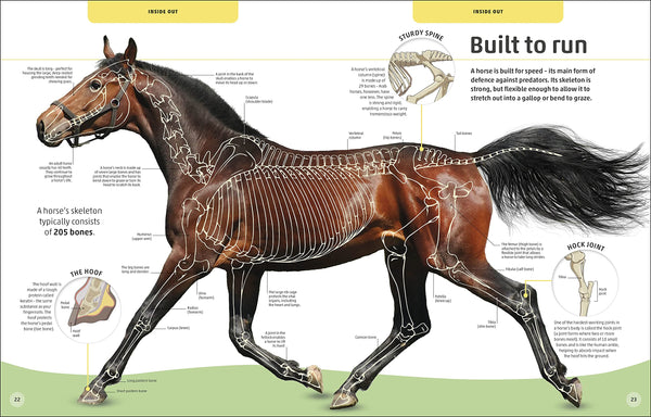 Horses & Ponies : Everything You Need to Know, From Bridles and Breeds to Jodhpurs and Jumping! - Hardcover