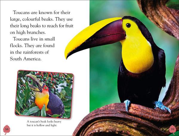 DK Reader Level 2: Rainforest Animals - Hardback