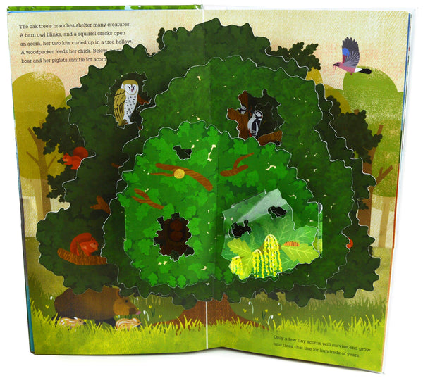 What's Inside? (Pop Up) Hardback