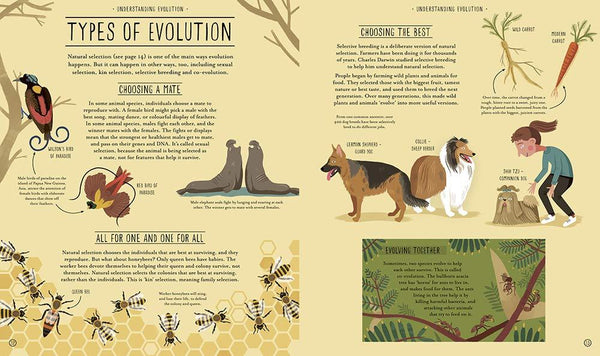 Amazing Evolution : The Journey of Life - Hardback - Kool Skool The Bookstore
