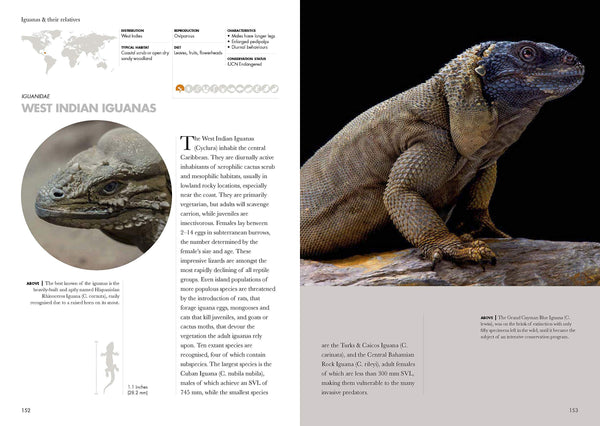 Lizards of the World : A Natural History Guide - Hardback