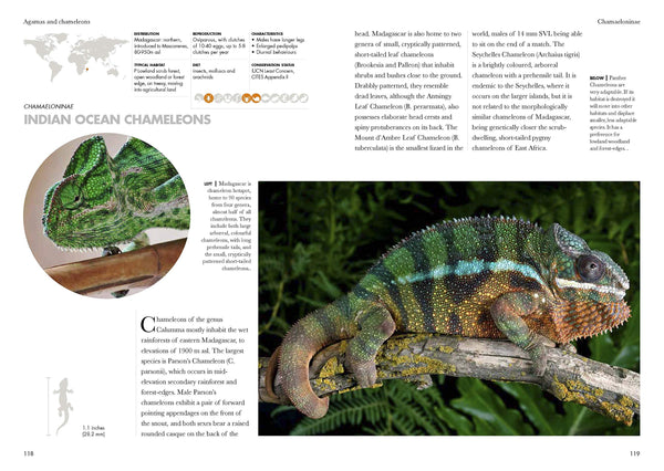 Lizards of the World : A Natural History Guide - Hardback
