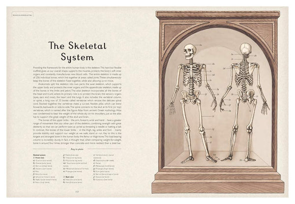Welcome to the Museum : Anatomicum - Hardback